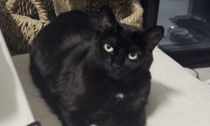 Cat Is Not Amused by Her Owner's Antics