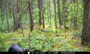 Black Bear Scratches Her Back