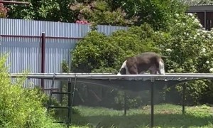 Dog Has Fun Jumping on Trampoline