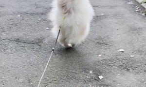 Gymnast Pup Has Interesting Way To Pee