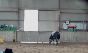 Little Equine and Big Equine Play Together