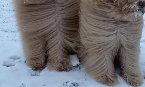 Goldendoodles in the Winter Wind