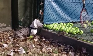 Doggy Desires Tennis Balls