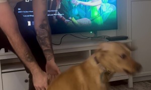 Dog Squats Spur Zoomies