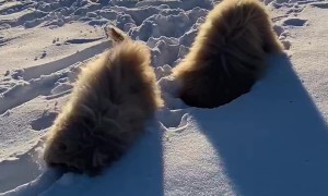 Doodles Dig In The Snow