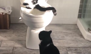 Cat Takes A Long Leak In Toilet