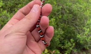 Harmless Scarlet Kingsnake