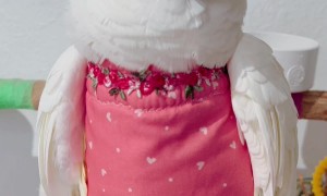 Valentine's Day Cockatoo Fashion