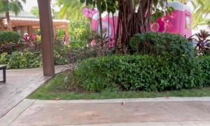 Wind Whips Plate Away