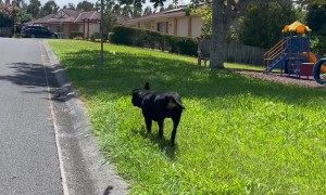 Dog Plays With Divebombing Bird