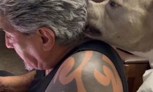 Dog Cobbing Dad's Hair