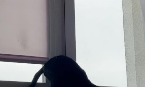 Cat Discovers A Swing