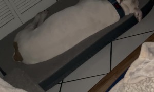 Sleeping Dog Sounds Like Engine Cranking