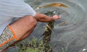 Friendly Bass Greets Man