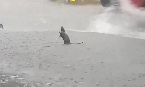 Rat Rejoices In The Pouring Rain