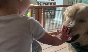 Puppy And Baby Play Boop Through Screen
