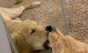 Golden Retriever Puppy Plays In Mirror