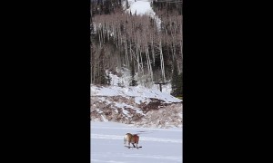 Snowboarding Bulldog