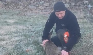 Rescuing a Deer Stuck in Gate