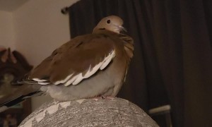 Kirby the Dove Gets Excited