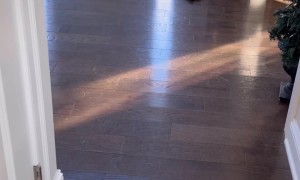 Cat and Dog vs a Mouse