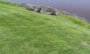 Giant Gator Makes Its Home on Florida Golf Course