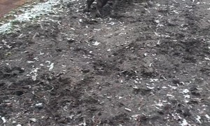 Pig Plays Football With Dog