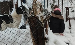 Dog Chases After Girl With Ball