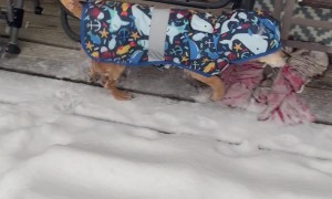 Jacket-Clad Chiweenie Hops Through Snow