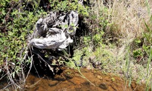 A Red-Bellied Black Snake