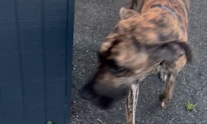 Great Dane Doesn't Understand Doors