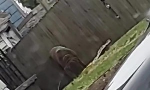 Neighbor's Unleashed Dog Eats Delivered Pizza