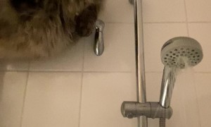 Siberian Cat Perches On Shower Rod