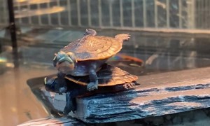 Turtle Acrobatics