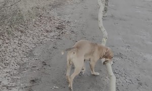 Dog Helps Manage Branches