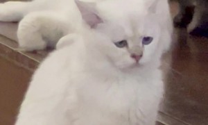 World's Saddest Cafe Cat