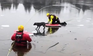 Firefighters save dog who fell into icy waters of Lake Tapps