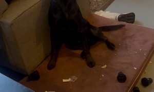 Black Lab Is Proud Of Mess