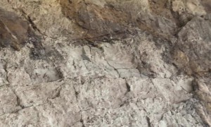 Entire Wall Of Giant Dinosaur Fossils