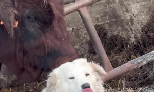 A Cow and a Dog's True Love