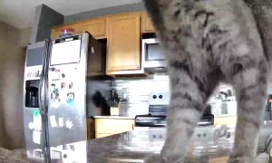 Bag-Headed Cat Crashes Off Counter