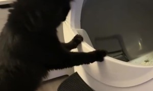 Cats Shook By Self-Cleaning Litter Box
