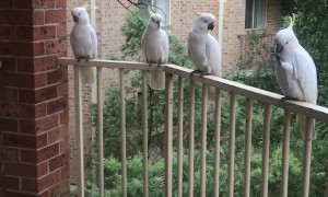Feather Fiesta As Cockatoos Take Over Balcony