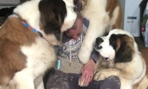 Saint Bernards Create Giant Pile of Love