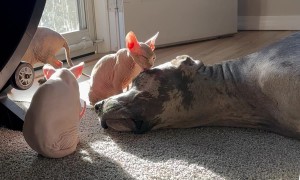 Great Dane Gets a Sphynx Bath