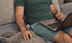 Man Uses Cat As a Mouse Pad