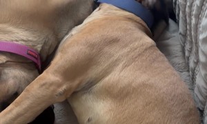 Cuddling English Mastiff Sisters Struggle to Wake Up