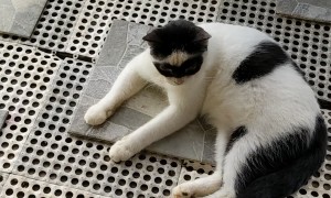 The Masked Meow-Sketeer