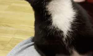Tuxedo Cat Loves a Good Face Scrubbing