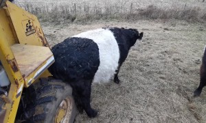 When You Itch That Sweet Spot